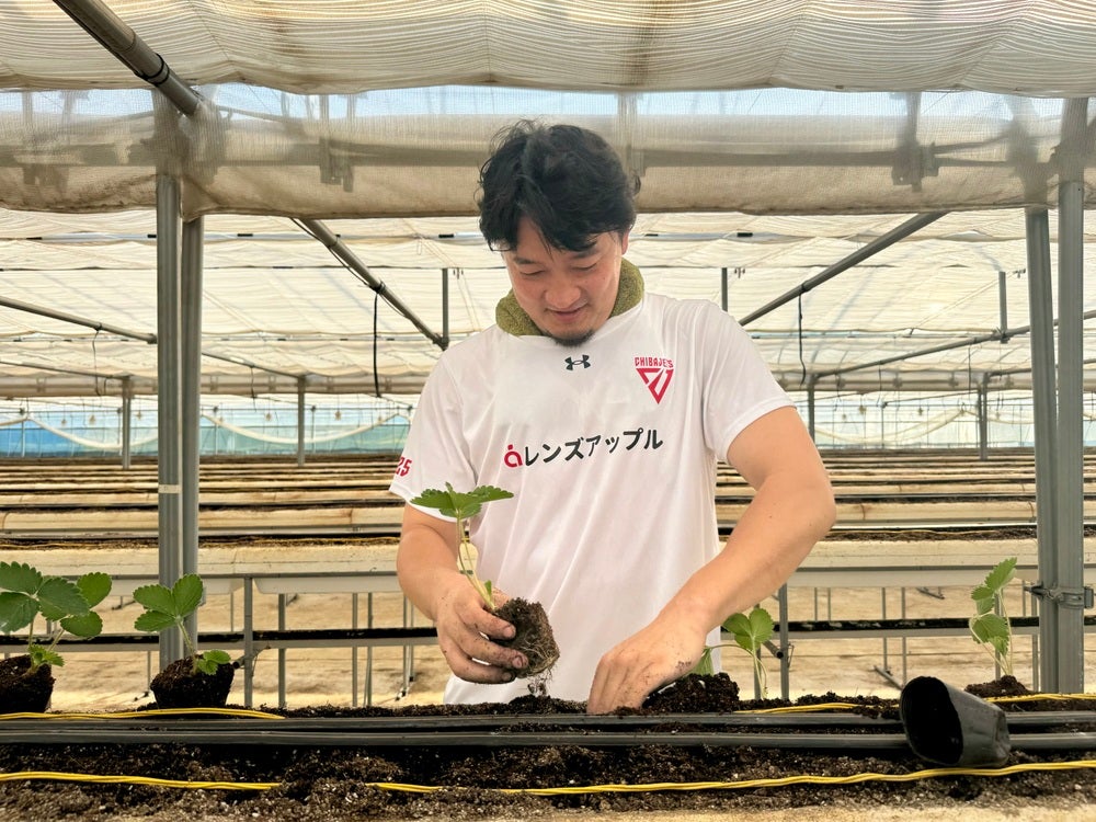 レポート】荒尾岳選手 「G.CREW」いちごの苗植え実施のご報告 | 千葉